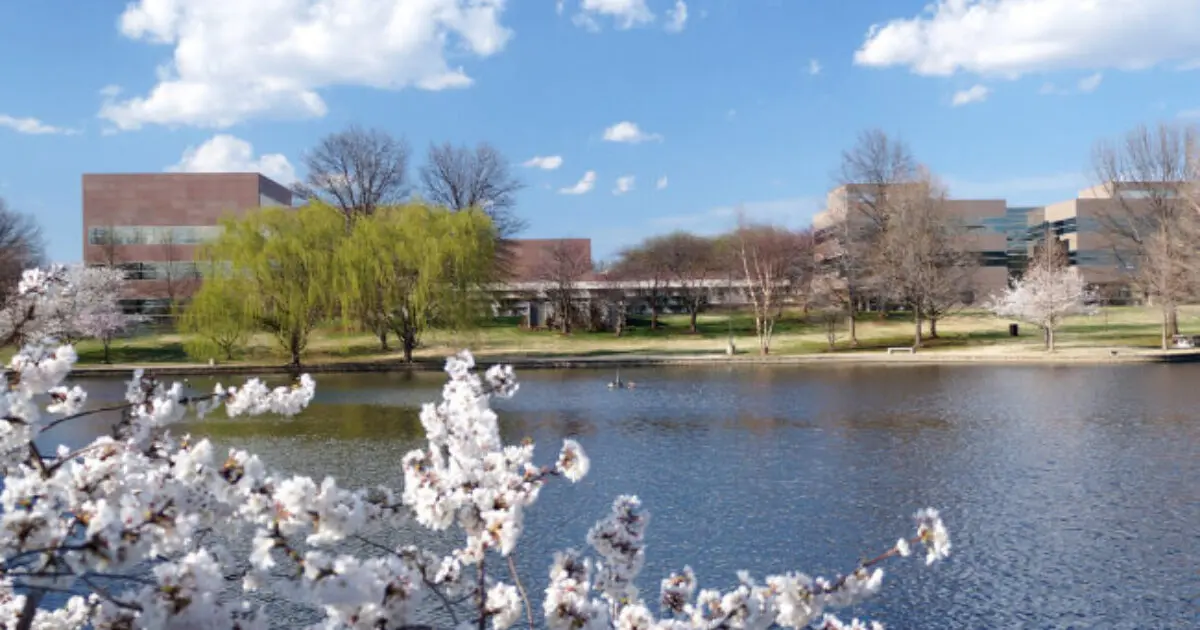 Campus buildings and trees beside a lake, with blooming cherry branches in the foreground