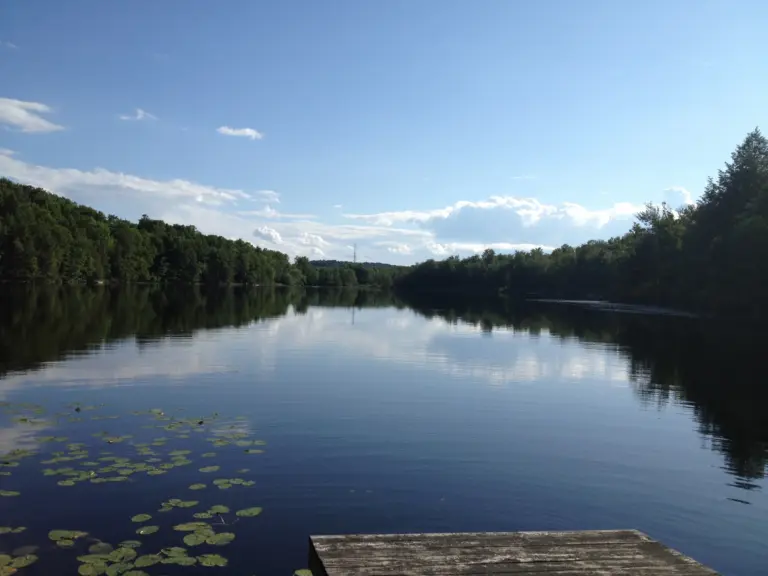 Calm lake with a wooden dock and lily pads under a blue sky, bordered by green trees