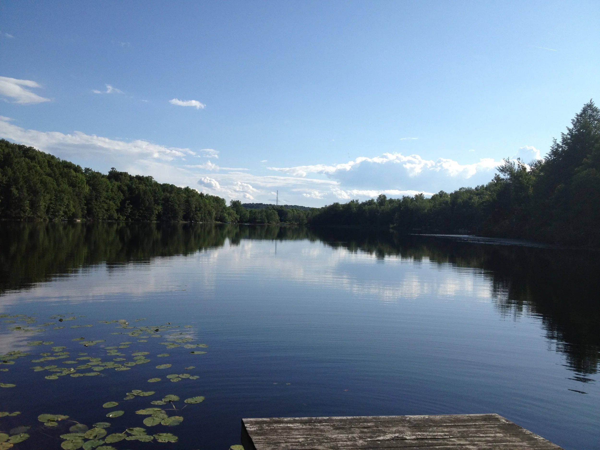 Calm lake with a wooden dock and lily pads under a blue sky, bordered by green trees