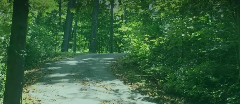 Tree-lined road through a green wooded area