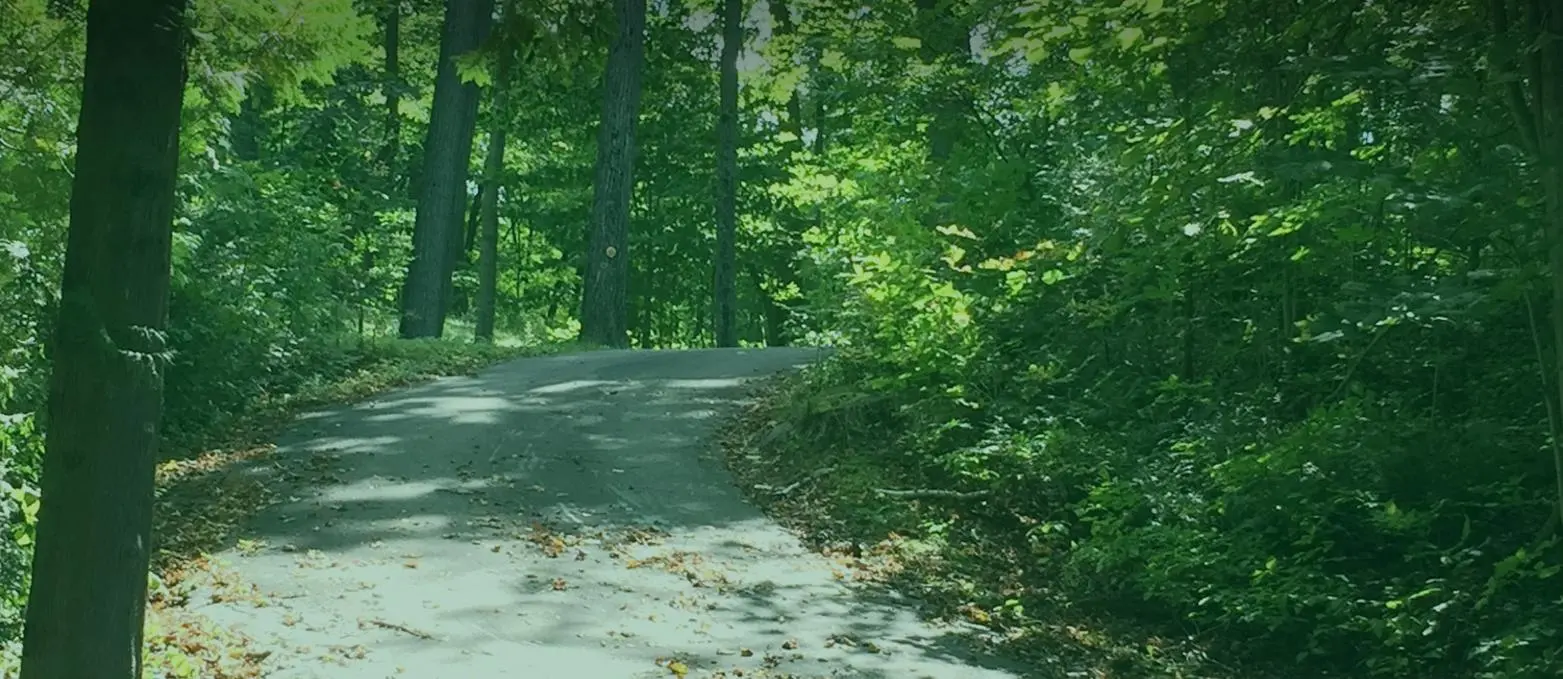 Tree-lined road through a green wooded area