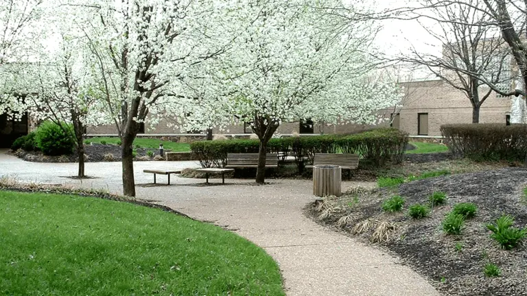 Courtyard with blooming white trees, wooden benches and a walking path beside a brick building