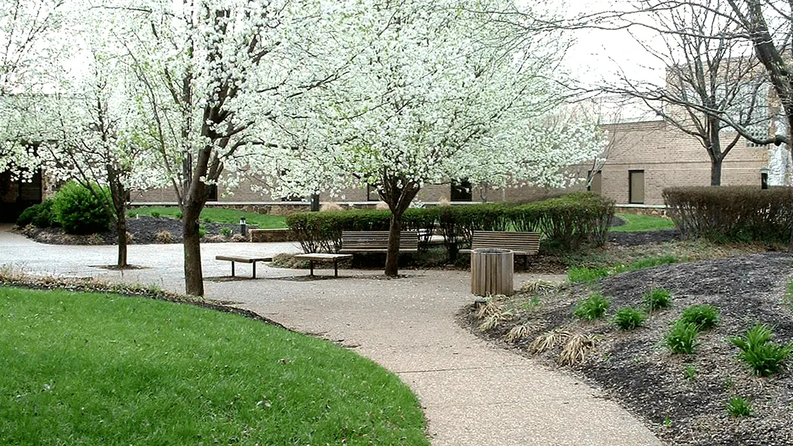 Courtyard with blooming white trees, wooden benches and a walking path beside a brick building